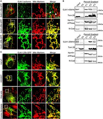 Cx43 Isoform GJA1-20k Promotes Microtubule Dependent Mitochondrial Transport